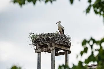 Storch im Storchennest bei Meinheim